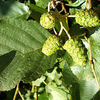 Alnus glutinosa Bare Roots