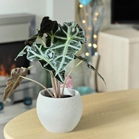 Alocasia amazonica (Elephant Ear Plant)