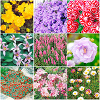 Alpine Garden Collection