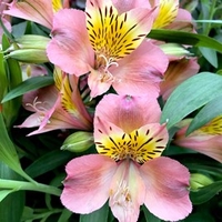 Alstroemeria Plant - Summer Break