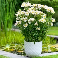 Alstroemeria Plant - Summer Snow