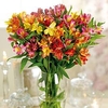 Alstroemeria Plants - Garden Hybrids