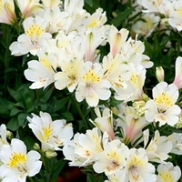 Alstroemeria Summer Sky