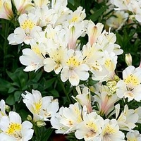 Alstroemeria Summer Sky