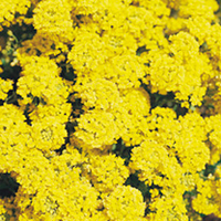 Alyssum montanum Seeds - Mountain Gold