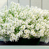 Alyssum Plants - North Face
