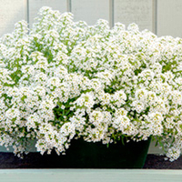 Alyssum Seeds - North Face