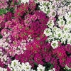 Alyssum Seeds - Wandering Star