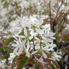 Amalanchier lamarckii Plant
