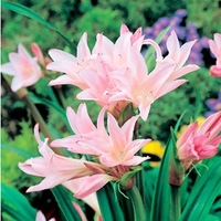 Amarcrinum Bulbs - Howardii