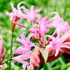 Amarine Bulbs - Belladvia