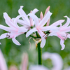 Amarine Bulbs - Emanuelle