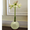 Amaryllis Balls - White & Red