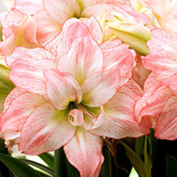 Amaryllis Bulb - Aphrodite