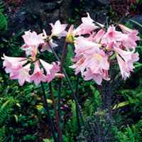 Amaryllis Bulb - Belladonna