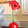 Amaryllis Bulb - Red Ball