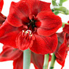 Amaryllis Bulb - Red Lion