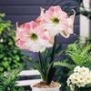 Amaryllis (Indoor) Bulb - Appleblossom