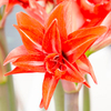 Amaryllis (Indoor) Bulb - Double Delicious