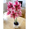 Amaryllis (Indoor) Bulb - Gervase