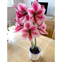 Amaryllis (Indoor) Bulb - Gervase