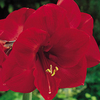 Amaryllis (Indoor) Bulb - Red