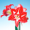 Amaryllis (Indoor) Bulb - Splash