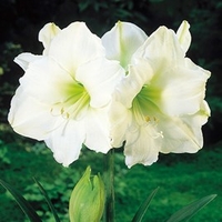 Amaryllis (Indoor) Bulb - White