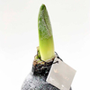 Amaryllis Wax Bulb - Black/snow coating