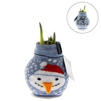 Amaryllis with Jumper Snowman
