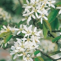 Amelanchier Alnifolia Obelisk