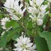 Amelanchier Honeywood