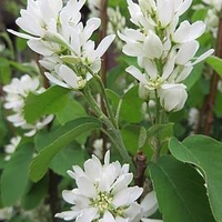 Amelanchier Honeywood