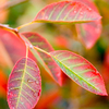 Amelanchier lamarckii Plant