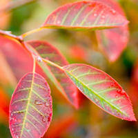 Amelanchier lamarckii Plant