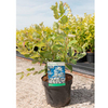 Amelanchier Plant - Princess Diana