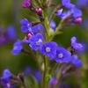 Anchusa Azurea Dropmore