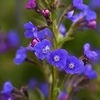Anchusa Azurea Dropmore Plant