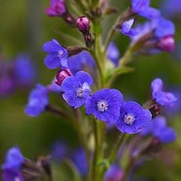 Anchusa Azurea Dropmore Plant