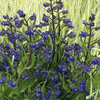 Anchusa Loddon Royalist