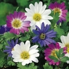 Anemone Bulbs - Blanda Mix