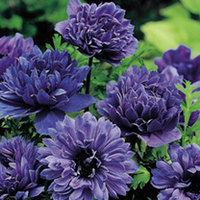 Anemone Bulbs - Lord Lieutenant