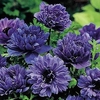 Anemone Bulbs - Lord Lieutenant