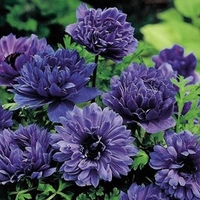 Anemone Bulbs - Twin Pack