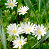 Anemone Bulbs - White Splendour