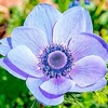 Anemone coronaria Bulbs - Mr Fokker