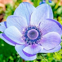Anemone coronaria Bulbs - Mr Fokker