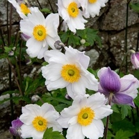 Anemone Plant - Ruffled Swan