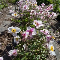 Anemone Plant - Dainty Swan