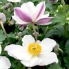 Anemone Plant - Elfin Swan